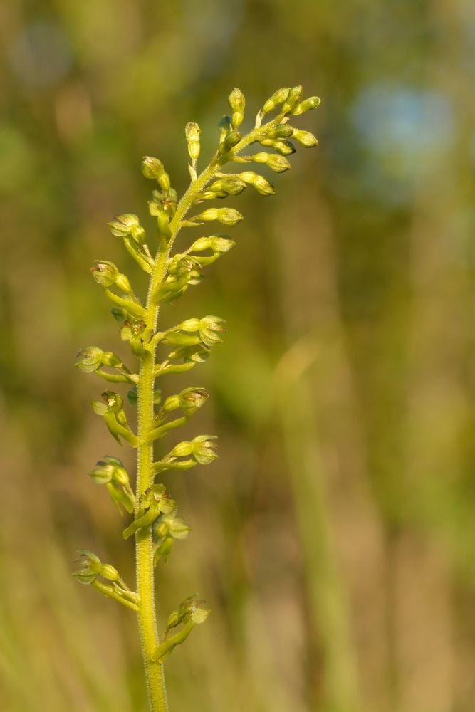 Listera ovata